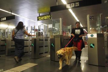 BARCELONA.- Un 'golden retriever' accede junto a su dueña al metro de Barcelona, que desde hoy permite la presencia de estos animales. Hasta hoy, solo podían acceder al metro los perros guía, los de asistencia (identificados con una chapa y capa azul), los que acompañan a los empleados de seguridad y los que se llevan en transportines rígidos que cubren todo el animal. EFE/Marta Pérez