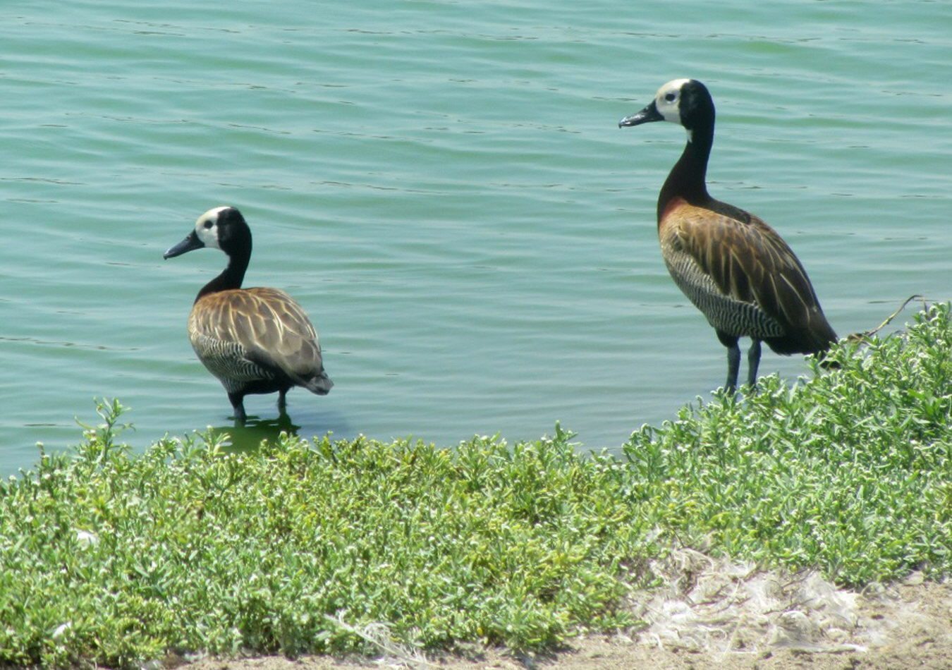 Dos ejemplares de pato silbón de cara blanca.