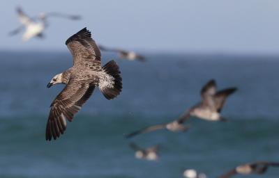 SOUTH AFRICA SEABIRDS:- Foto de archivo de un petrel sobrevolando "Cape Point" en Sudáfrica. EPA/NIC BOTHMA