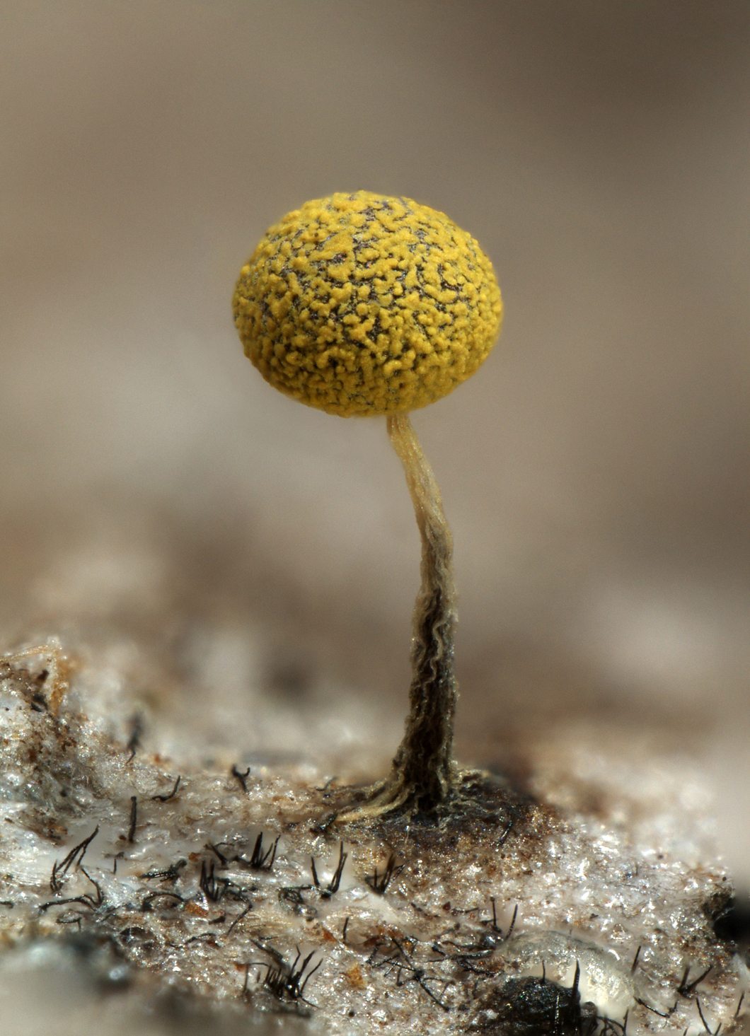 Ejemplar de "Physarum" encontrado durante la expedición. Un moho mucilaginoso del grupo Myxomycota, a menudo denominado moho de muchas cabezas. Imagen facilitada por el Real Jardín Botánico, CSIC