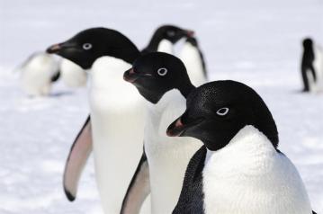 SÍDNEY (AUSTRALIA), 15/03/2017.- Fotografía de archivo facilitada por la División Australiana Antártica de varios pingüinos adelaida cerca de la Estación de Investigación Casey. Unos seis millones de pingüinos adelaida viven a lo largo de 5.000 kilómetros de las costas de la Antártida Oriental, según un estudio publicado hoy que eleva en unos 3,6 millones de ejemplares la cifra antes estimada. Investigadores de Australia, Francia y Japón utilizaron técnicas de sondeo aéreo y terrestre, cámaras automatizadas y datos de etiquetado y avistamiento para realizar el censo de estas aves durante varias temporadas de apareamiento, según un comunicado de la División Australiana Antártica. EFE/Peter Layt