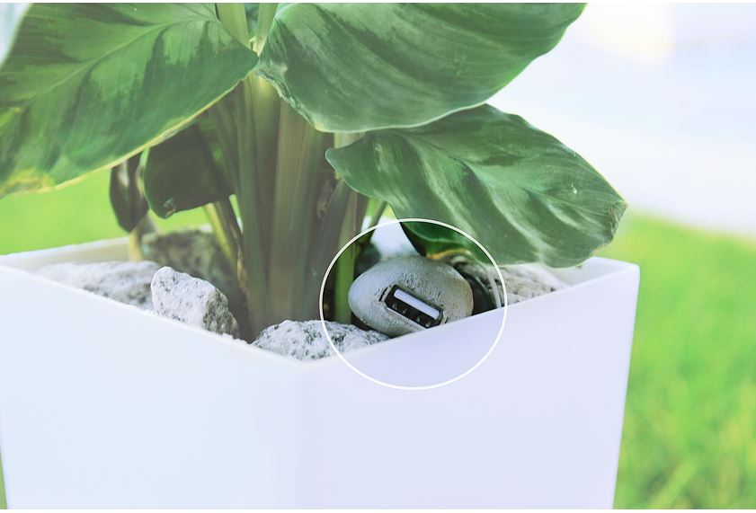 Captura de la web del proyecto Bioo, una tecnología, desarrollada por tres emprendedores, capaz de convertir la fotosíntesis natural de las plantas en una fuente continua de electricidad. EFE