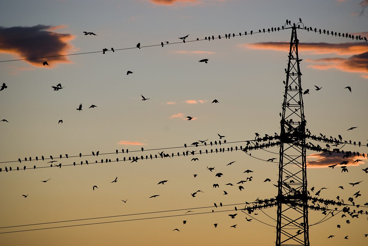 Pájaros en tendidos eléctricos de REE. Cedida