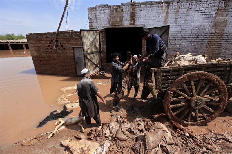 Varios hombres recuperan piezas de su ganado muertas en las inundaciones sufridas a las afueras de Peshawar (Pakistán) . 
