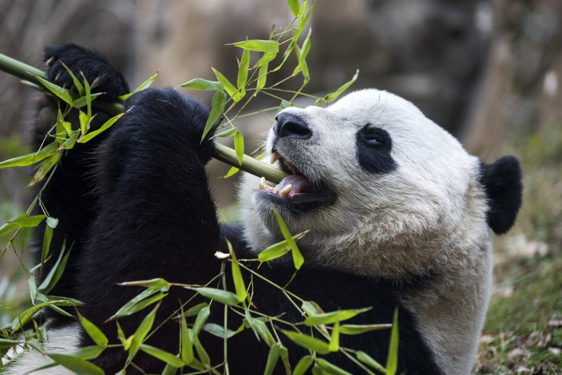 El panda gigante Bao Bao del zoo de Washington viaja a China para participar en un programa de reproducción.