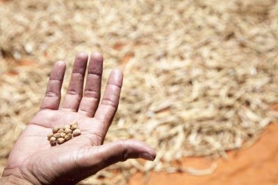 granos de garbanzo o porotos cosechados por pequeños agricultores paraguayos. 