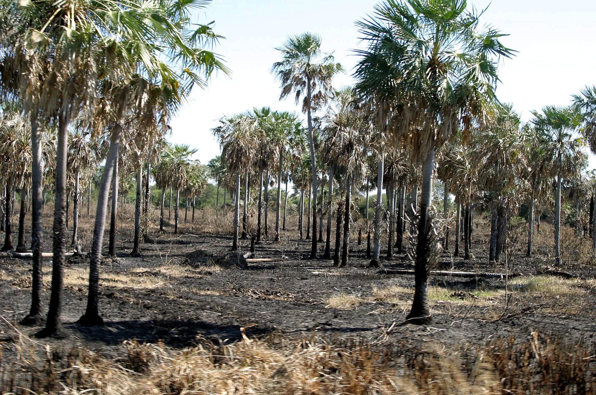 Ejemplo en una foto de archivo de la deforestación en el departamento de Alto Paraguay, al norte del país.