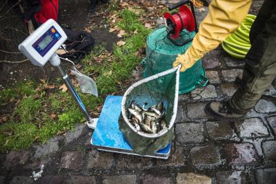 Los peces recuperados, carpas y gobios en su mayoría, se trasladan al estanque de la Villete, al noroeste de París.