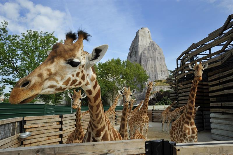 Espacio de las jirafas en el nuevo zoo de París, que abre este sábado