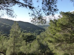 Bosque mediterráneo. Parque Natural de Calblanque, Monte de las Cenizas y Peña del Águila, en Cartagena (Murcia).