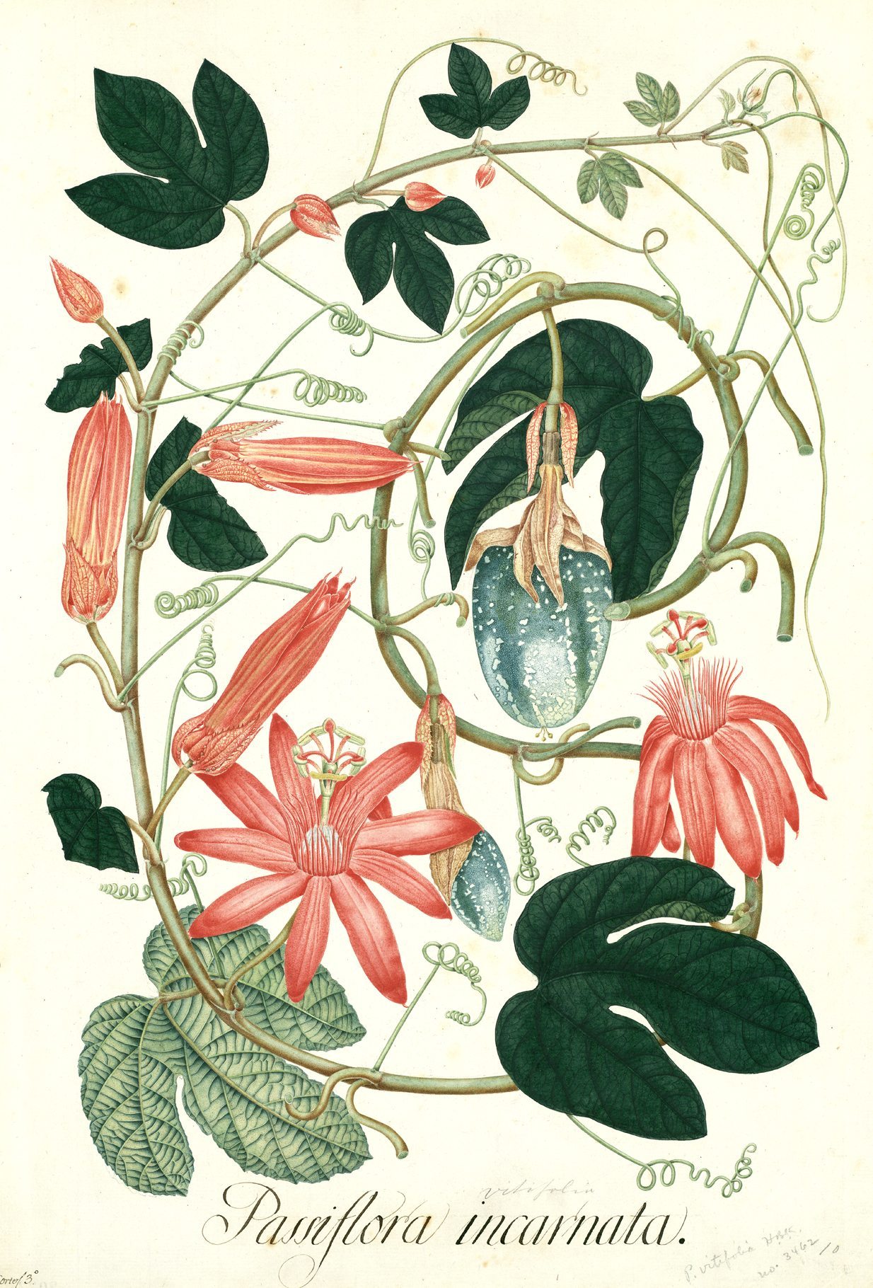 El Botánico saca a la luz nuevas láminas de Mutis, que unen el virtuosismo  y el juego artístico - EFEverde