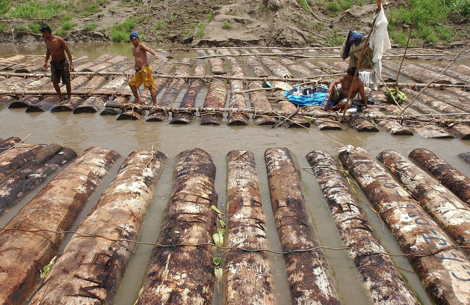 Arboles de cumala talados ilegalmente, trasladados por el río Nanay a los aserraderos de Iquitos.
