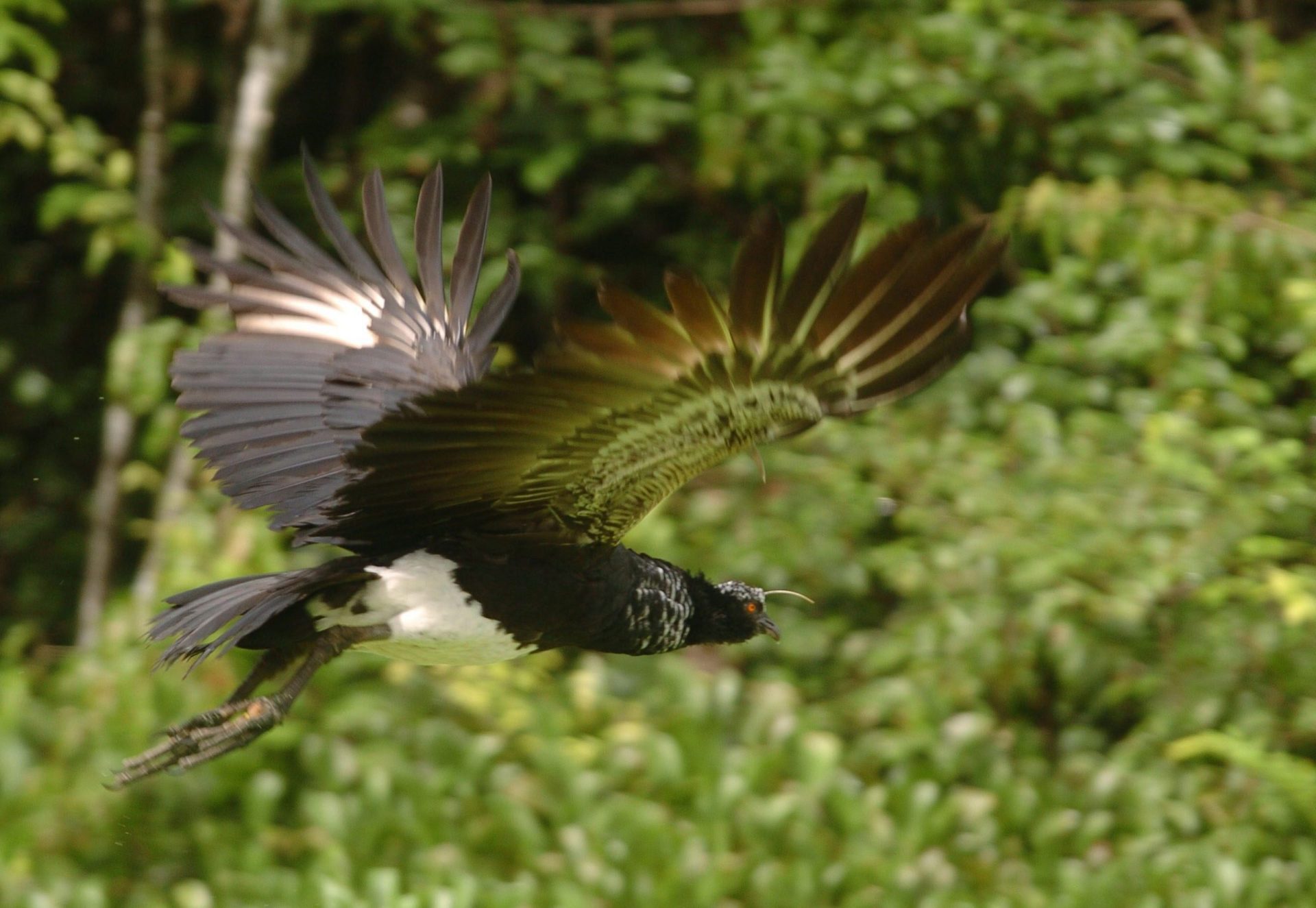 Un camungo remonta vuelo en la Reserva Nacional de Pacaya Samiria en Perú.