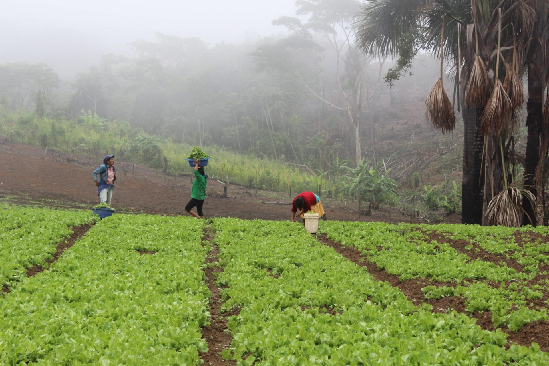 Quechuas de Chiriyaco trabajan en sus cultivos al noroeste de la Amazonía peruana.
