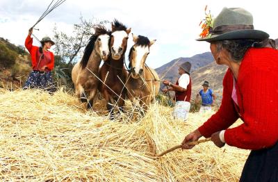 Campesinas de la sierra central de Perú trillan con caballos. 