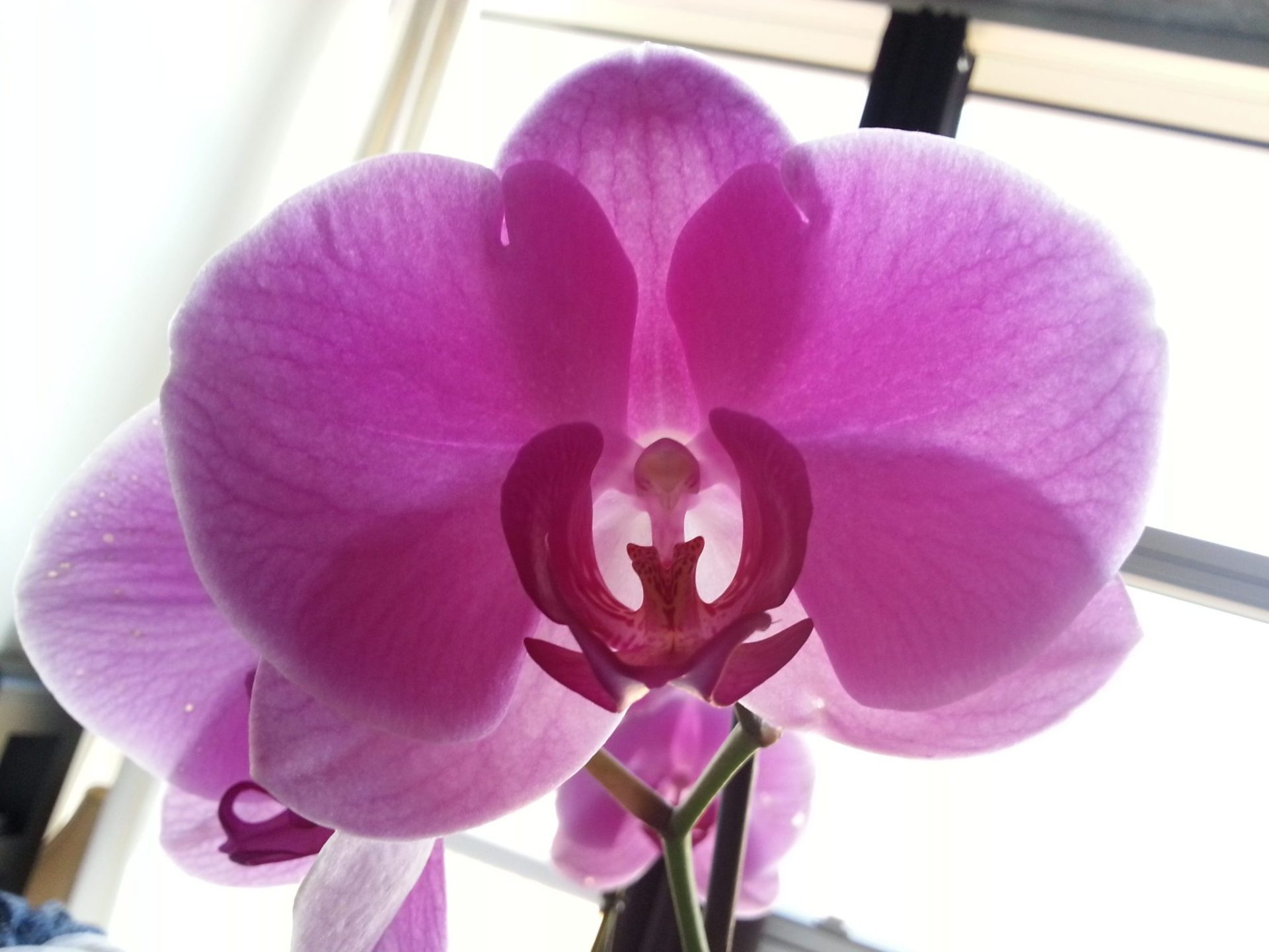 Orquídea Phalaenopsis . Foto del Grupo de Estudio y Conservación de las Orquídeas (Gecor)
