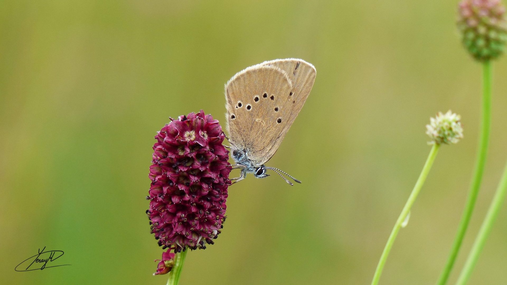 Mariposa Phengaris nausithous