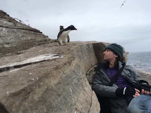 Pingüinos. Imagen: BirdLife International