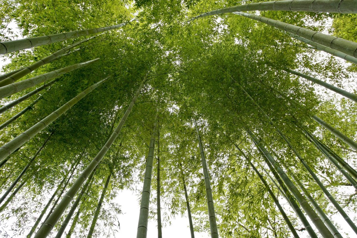 Tallos de bambú en una foto de archivo. EFE/Dai Kurokawa