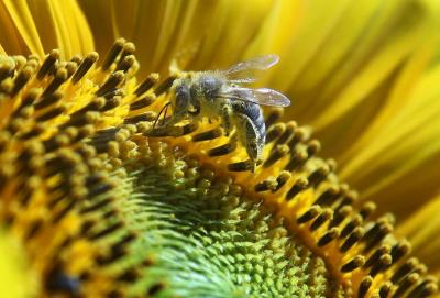 Polinizacion polen abejas