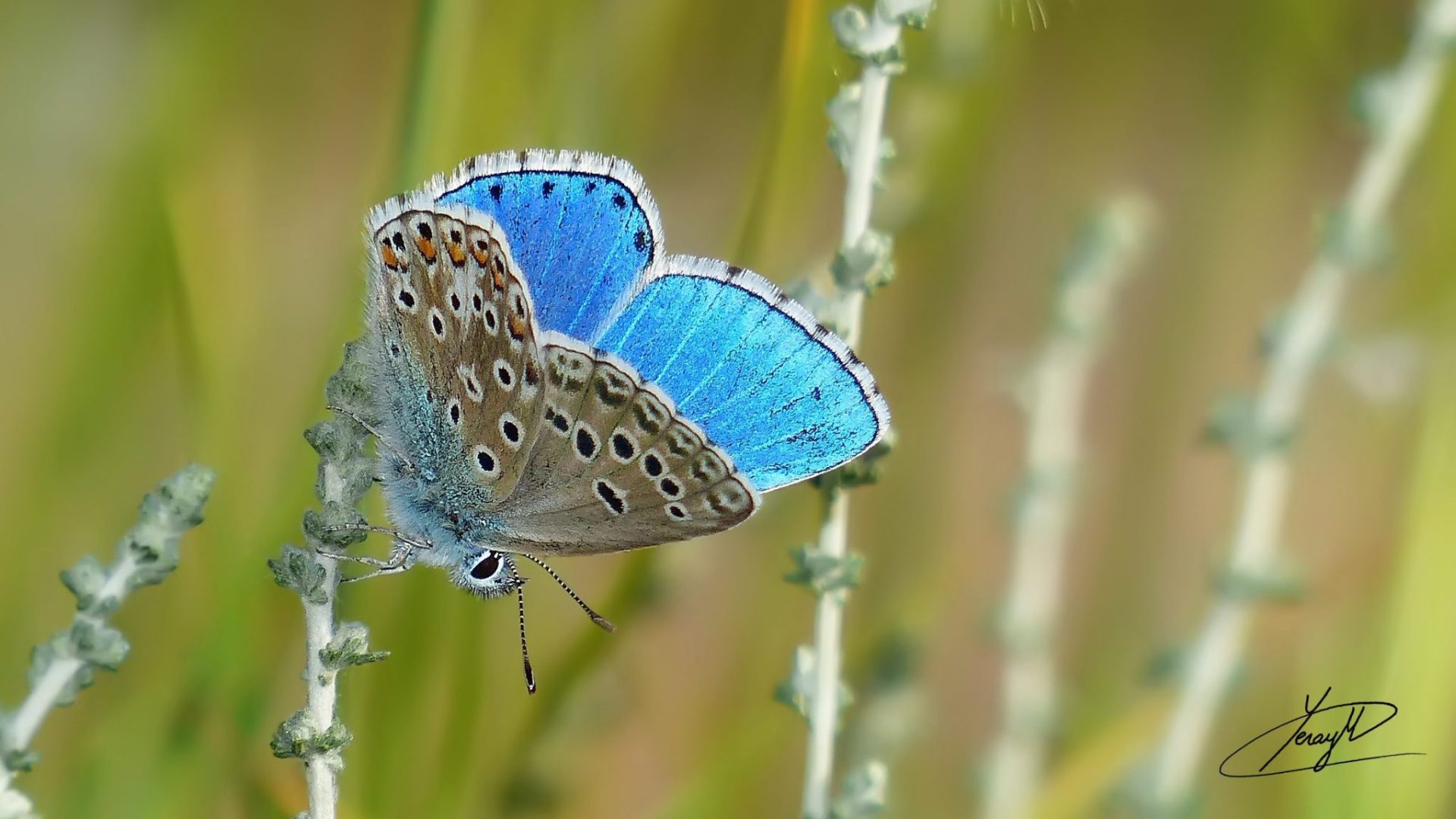 Mariposa Polyommatus icarus macho.