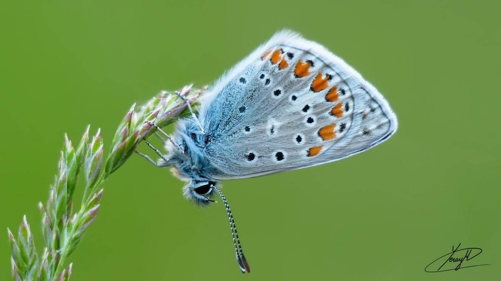Mariposa Polyommatus icarus macho
