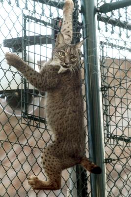 Azahar, hembra de lince nacida en Sierra Morena que fue la primera en ser trasladada al centro de cría en cautividad de Silves, en el Algarve portugués en 2009 para impulsar la recuperación de esta especie en la zona. 