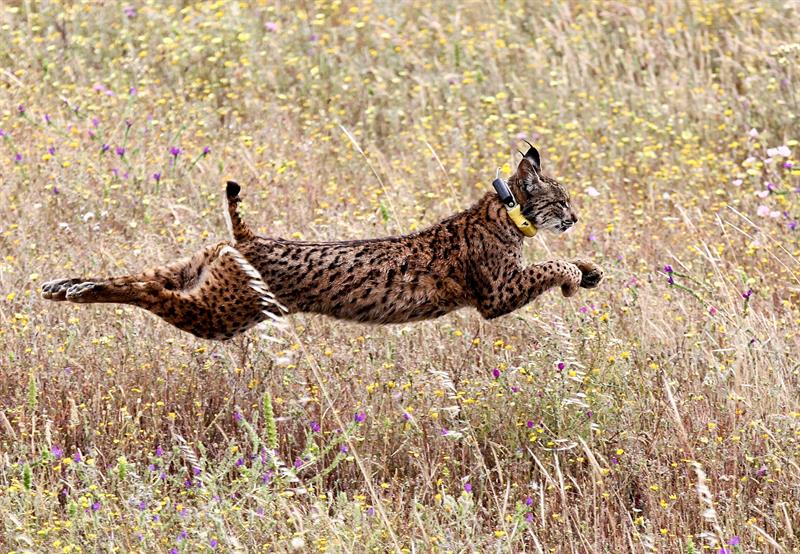 Mistral, décimo octavo lince puesto en libertad en Mértola (Portugal).