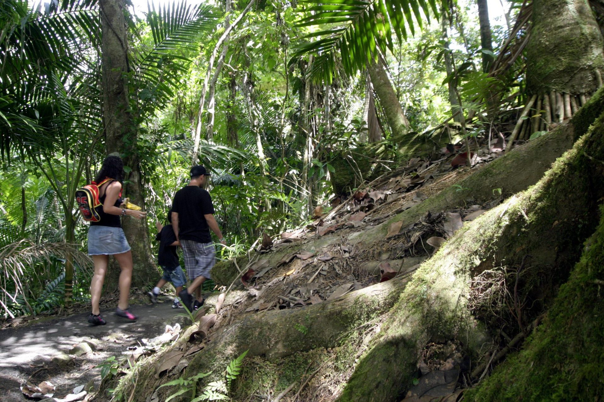 Vista parcial del Bosque Nacional de El Yunque .