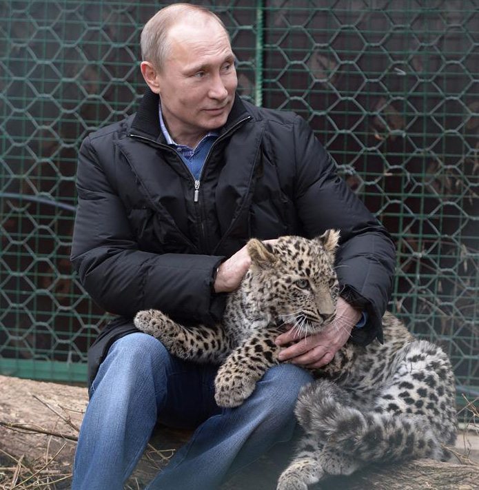 SOCHI (RUSIA), 04/02/2014.- El presidente ruso Vladimir Putin sujeta a un leopardo durante su visita al parque nacional de Sochi, Rusia