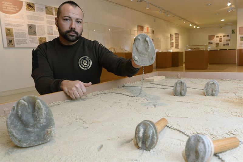 VALLADOLID, 25/11/2014.- Fernando Gómez, uno de los responsables de la exposición "Huellas, rastros y señales de la fauna salvaje de Castilla y León" , que se ha inaugurado hoy en el Museo de la Ciencia de Valladolid, muestra las huellas de algunos animales con las que se pueden interactuar durante la visita. EFE/NACHO GALLEGO