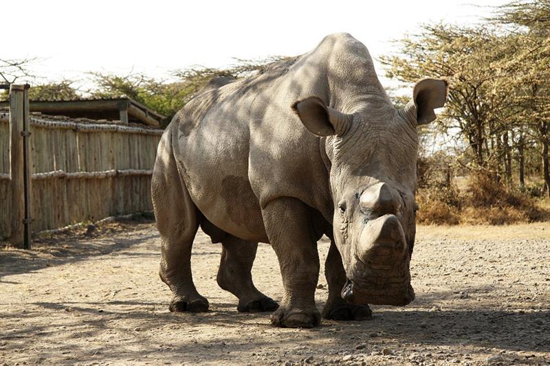 PRAGA, 28/04/2015.- Fotografía facilitada por el zoo de Dvur Králové del rinoceronte blanco del norte bautizado Sudán que la última esperanza de supervivencia para esta subespecie. Criado en la República Checa, es su único macho y vive permanentemente protegido por guardias armados en la reserva de Kenia a la que fue trasladado en 2009. EFE/Jan Stejskal/Zoo Dvur Králové