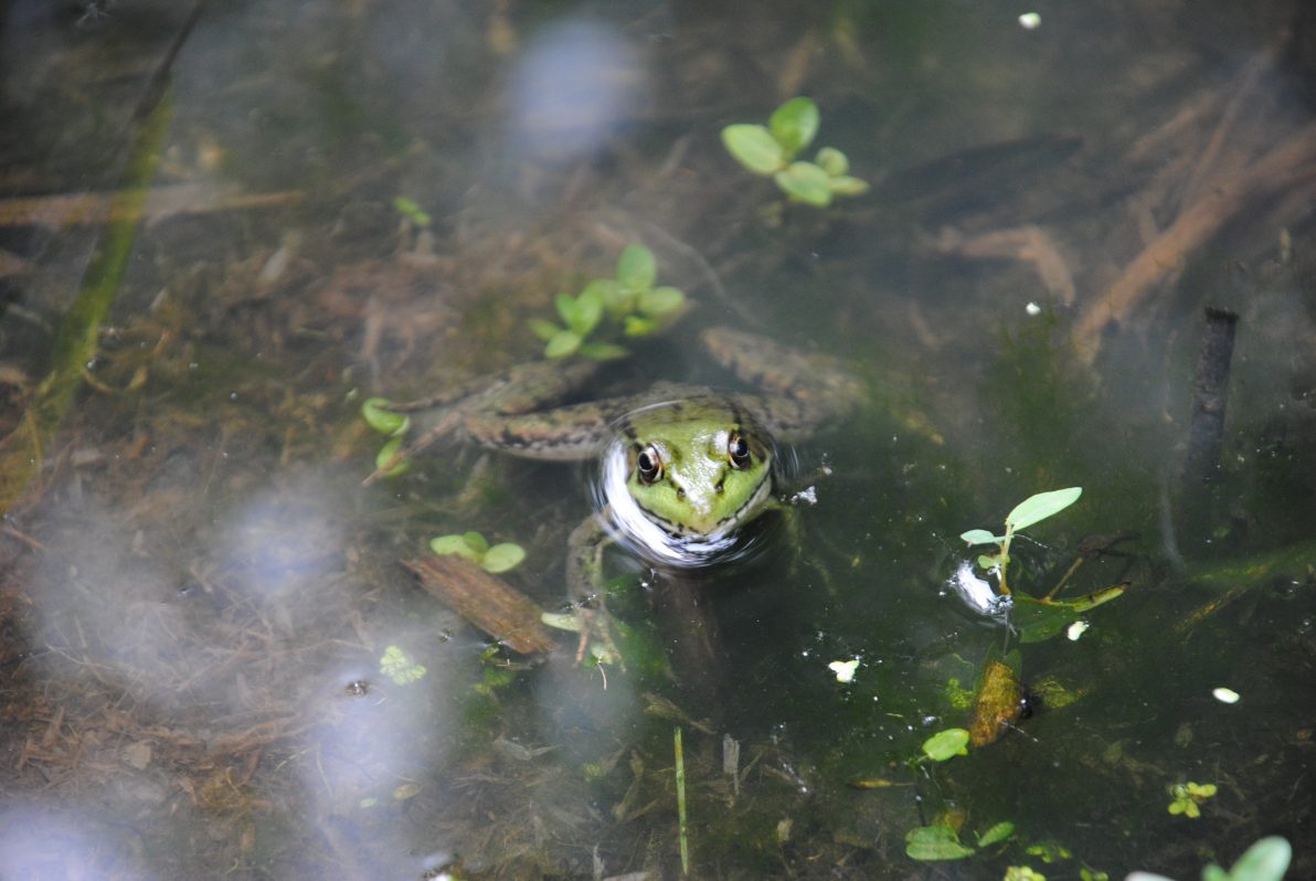 Ejemplar de Rana Toro en Quebec Foto Marta Benito para @efeverde 