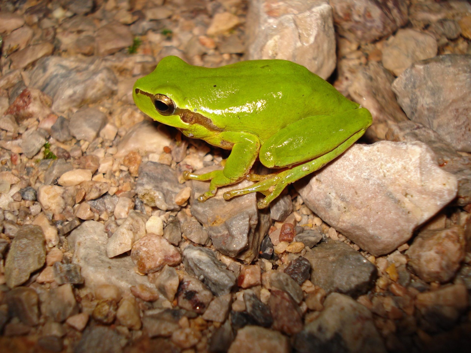 En la imagen, una ranita medidional meridional (Hyla meridionalis). Fotografía cedida a EFE por Rodrigo López Sandín (Asociación Medioambiental O-Live).