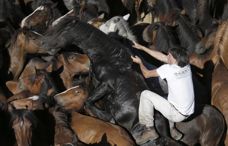 Vecinos de Sabucedo intentan derribar a los caballos salvajes para cortarles las crines en un espectáculo tradicional en el que los hombres miden sus fuerzas con los equinos una fiesta de Interés Turístico Internacional, en Sabucedo (Pontevedra).-