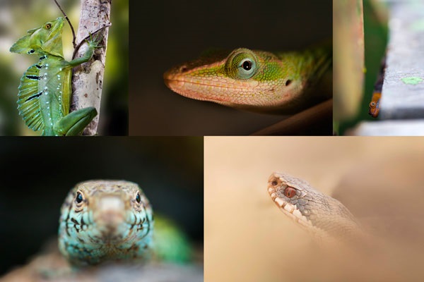 Comunicación reptiles