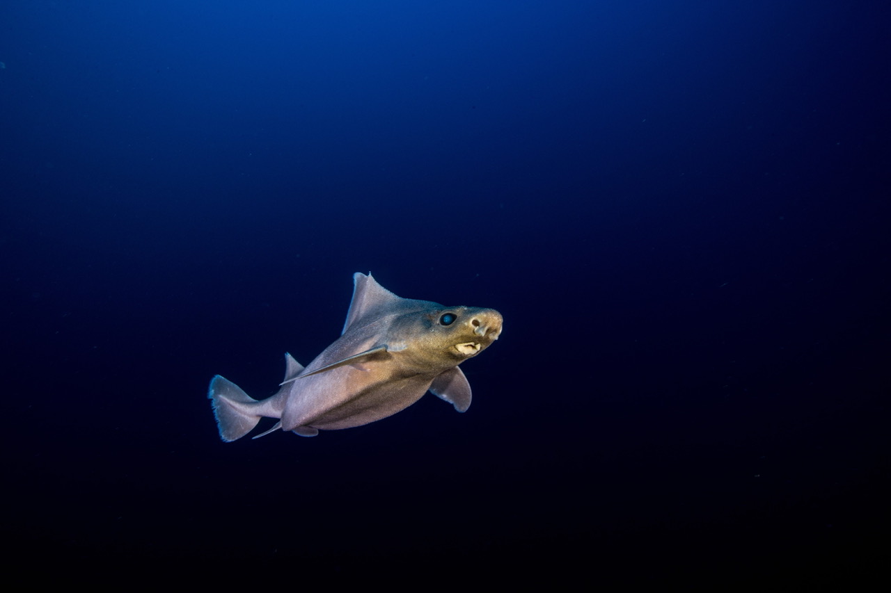 RoughShark_Credit_Manu_San_Félix