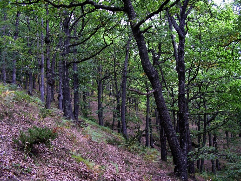 Un bosque de robles, fotografía cedida por CREAF.