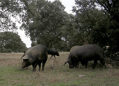 Dehesa de encinar y ejemplares de cerdos en una foto de archivo tomada en Ciudad Rodrigo (Salamanca).