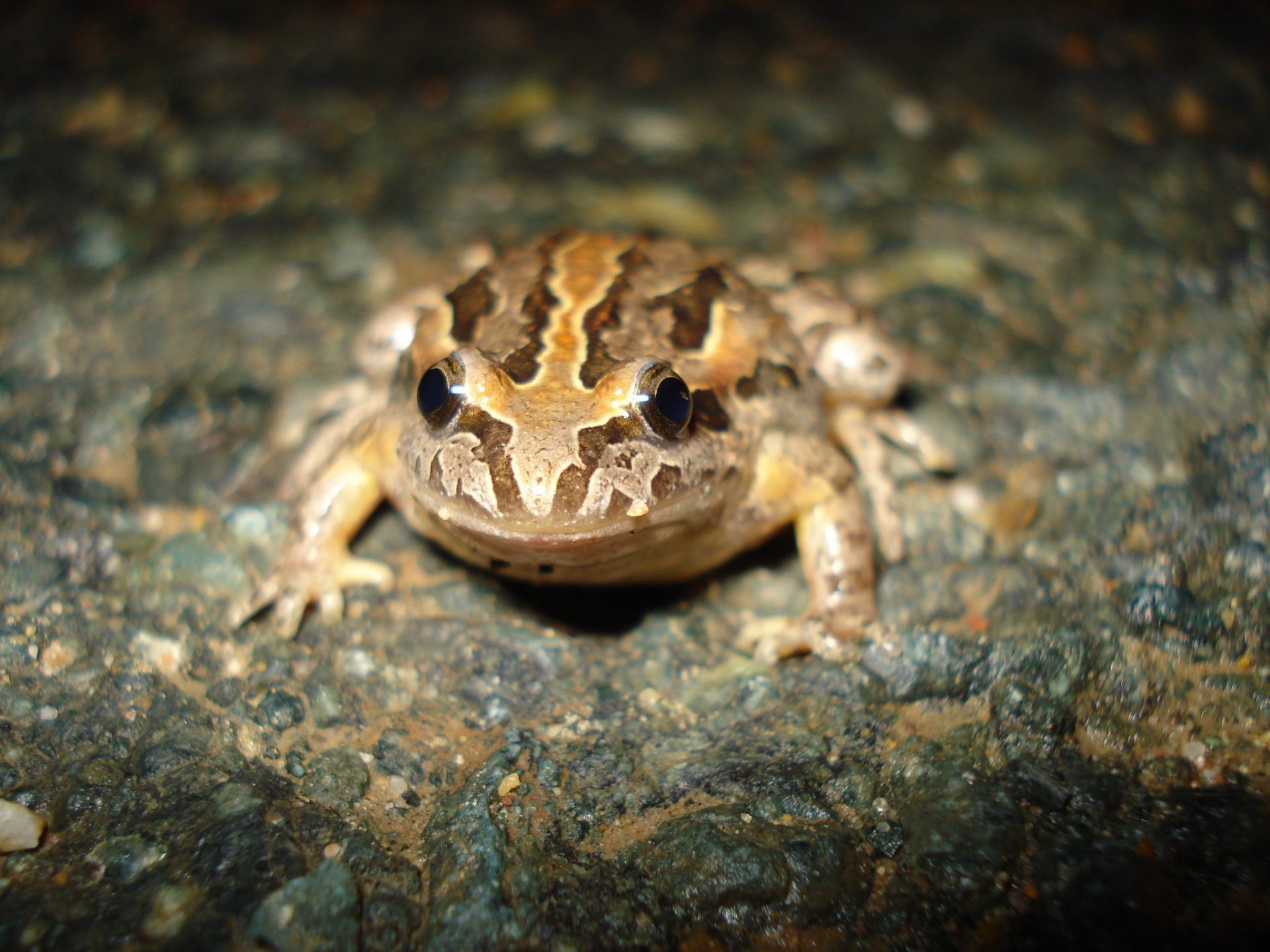 Sapillo pintojo meridional (Discoglossus jeanneae). Fotografía cedida a EFE por Rodrigo López Sandín (Asociación Medioambiental O-Live).