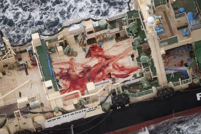 Fotografía facilitada por la organización ecologista Sea Shepherd de la cubierta ensangrentada del buque factoría nipón Nisshin Maru, en la Antártida, el 5 de enero de 2014. EFE/Tim Watters / Sea Shepherd Australia