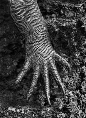  Fotografía cedida por la editorial Taschen de la garra de una iguana captada en las Islas Galápagos, una de las imágenes que forman parte de "Génesis", el último gran proyecto del fotógrafo Sebastiao Salgado