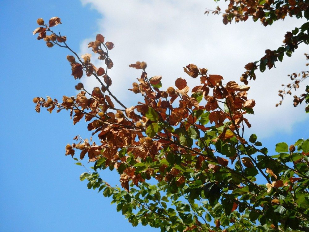  Haya común (Fagus sylvatica) con las hojas completamente secas en la parte superior. Autora: Mireia Banqué (CREAF).