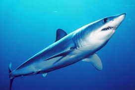 Shortfin Mako Shark-CC-Mark Conlin-SWFSC-2011