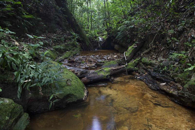 Parque Nacional Sierra del Divisor,  una de las mayores reservas naturales del mundo. 