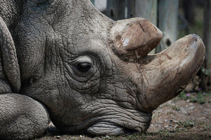 sudan, el último rinoceronte blanco del planeta