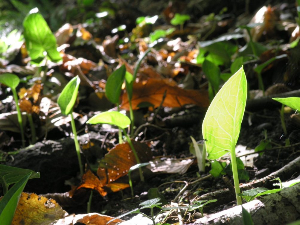 Foto de archivo de un brote entre la hojarasca para captar los escasos rayos del sol de otoño, en el sotobosque de Hiruerreketa, en Leintz Gatzaga (Guipúzcoa). EFE/David Aguilar