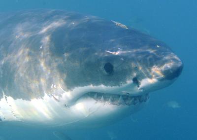 Primer pleno del tiburón blanco (Carcharodon carcharias).