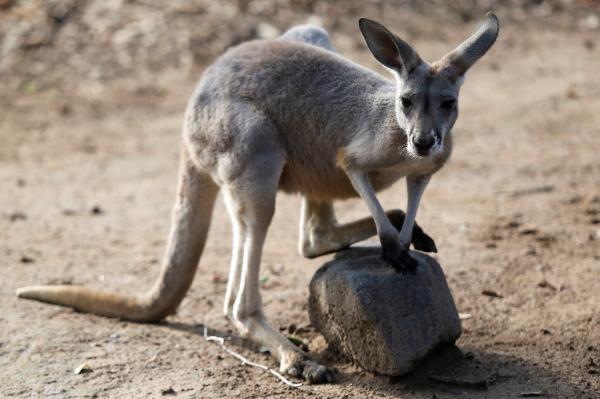 Khya, la canguro bebé criada por humanos en México