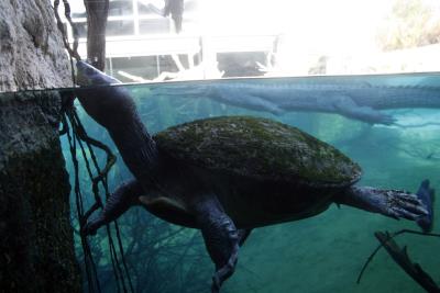Foto de archivo de una tortuga gigante de Aldabra (del Océano Índico). EFE/José Luis Castillo Castro